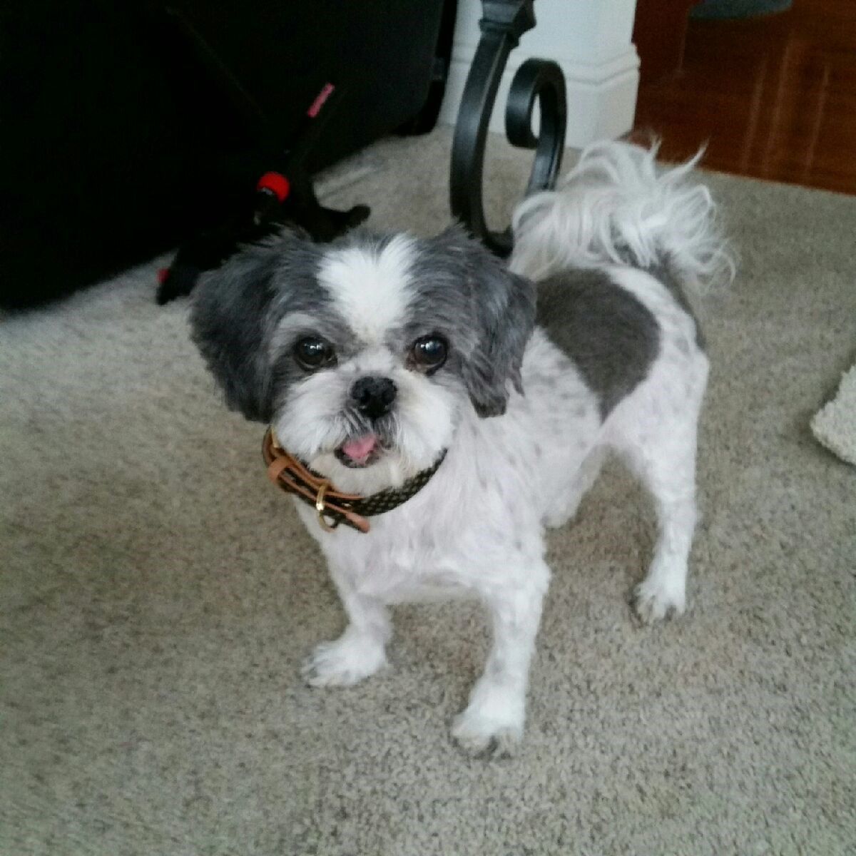 Suki